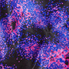 Speedo Womens Lattice Back | Deep Sea Bioluminescence-Swimwear-Speedo-AU6 | GB30-Deep Sea Bioluminescence-Ashlee Grace Activewear & Swimwear Online